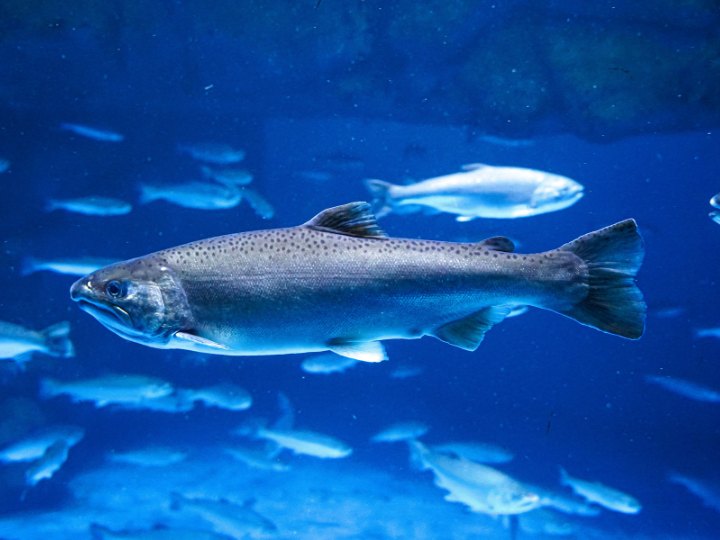Bluff Land-Based Salmon Farm